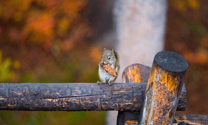 Обои фон, осень, серая, шишка, белка, бревно, боке, background, autumn, grey, bump, protein, log, bokeh разрешение 2047x1301 Загрузить