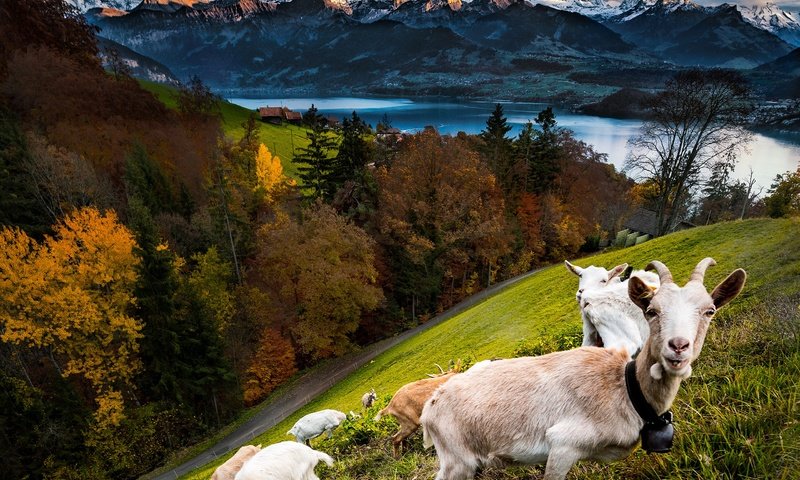 Обои горы, лес, осень, козы, mountains, forest, autumn, goats разрешение 2560x2500 Загрузить