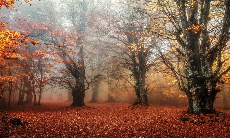 Обои лес, листья, парк, туман, ветки, листва, листопад, forest, leaves, park, fog, branches, foliage, falling leaves разрешение 3840x2160 Загрузить