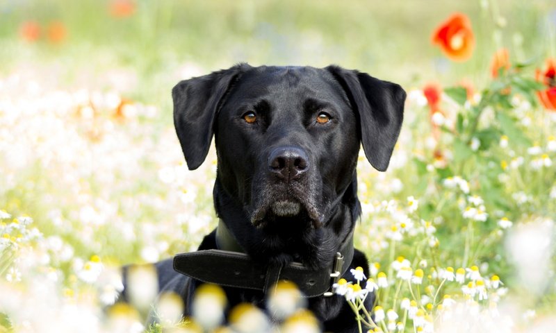 Обои лето, собака, маки, ромашки, лабрадор, ретривер, summer, dog, maki, chamomile, labrador, retriever разрешение 3840x2560 Загрузить