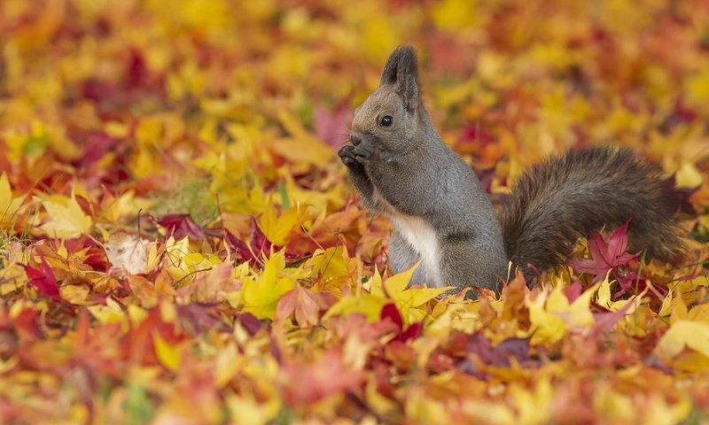 Обои листья, листва, осень, серая, белка, желтые, осенние листья, leaves, foliage, autumn, grey, protein, yellow, autumn leaves разрешение 2000x1333 Загрузить