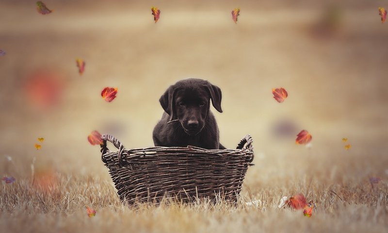Обои листья, осень, собака, щенок, корзина, лабрадор, боке, leaves, autumn, dog, puppy, basket, labrador, bokeh разрешение 2000x1333 Загрузить