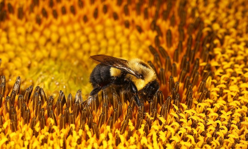 Обои макро, цветок, подсолнух, пчела, шмель, macro, flower, sunflower, bee, bumblebee разрешение 6720x4480 Загрузить