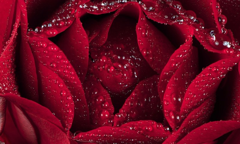 Обои макро, капли, роза, лепестки, macro, drops, rose, petals разрешение 2000x1393 Загрузить