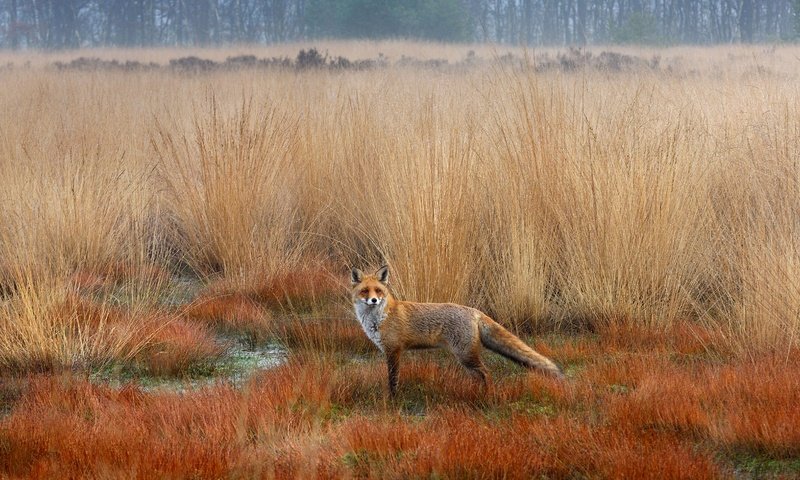 Обои осень, лиса, лисица, степь, autumn, fox, the steppe разрешение 5083x2859 Загрузить