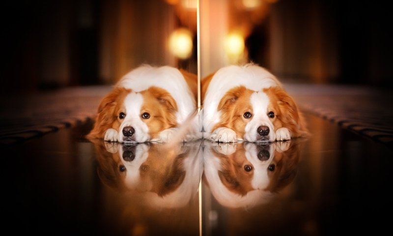 Обои отражение, взгляд, собака, reflection, look, dog разрешение 2048x1365 Загрузить