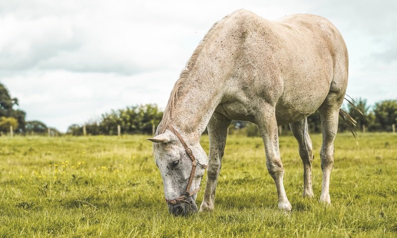 Обои лошадь, трава, поле, лето, пастбище, конь, horse, grass, field, summer, pasture разрешение 3840x2160 Загрузить