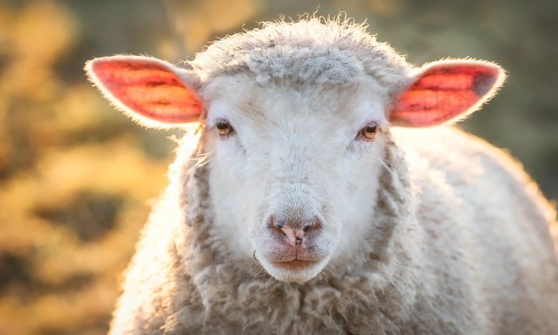 Обои природа, фон, овца, nature, background, sheep разрешение 1927x1249 Загрузить