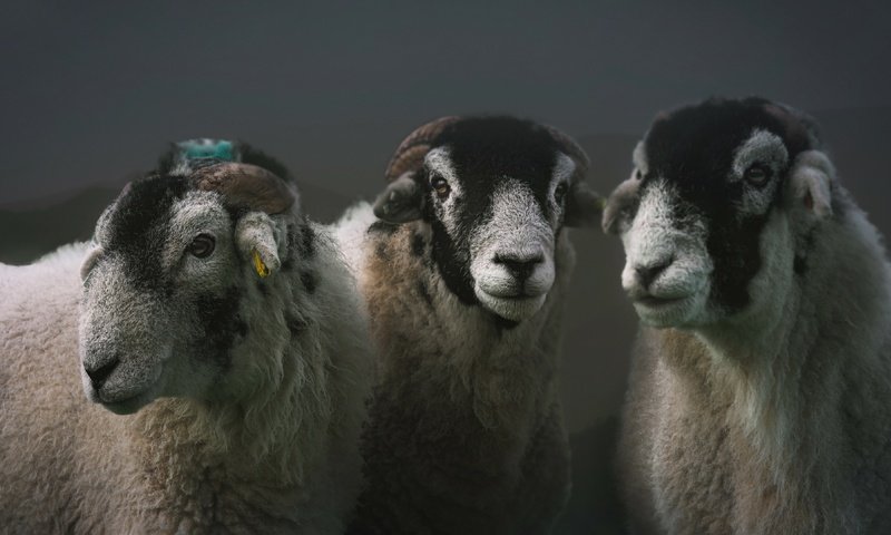 Обои природа, фон, овцы, nature, background, sheep разрешение 3840x2160 Загрузить