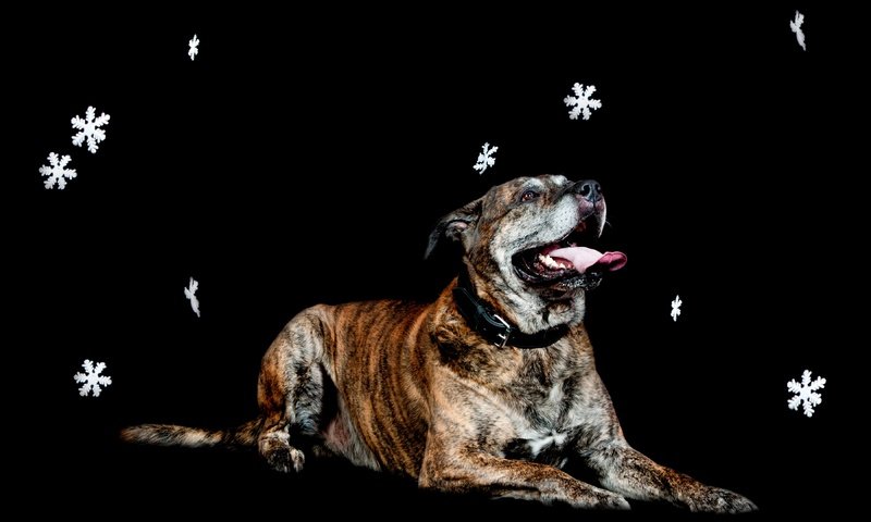 Обои снежинки, собака, лежит, черный фон, snowflakes, dog, lies, black background разрешение 3602x2398 Загрузить