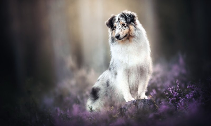 Обои цветы, собака, друг, австралийская овчарка, flowers, dog, each, australian shepherd разрешение 2048x1365 Загрузить