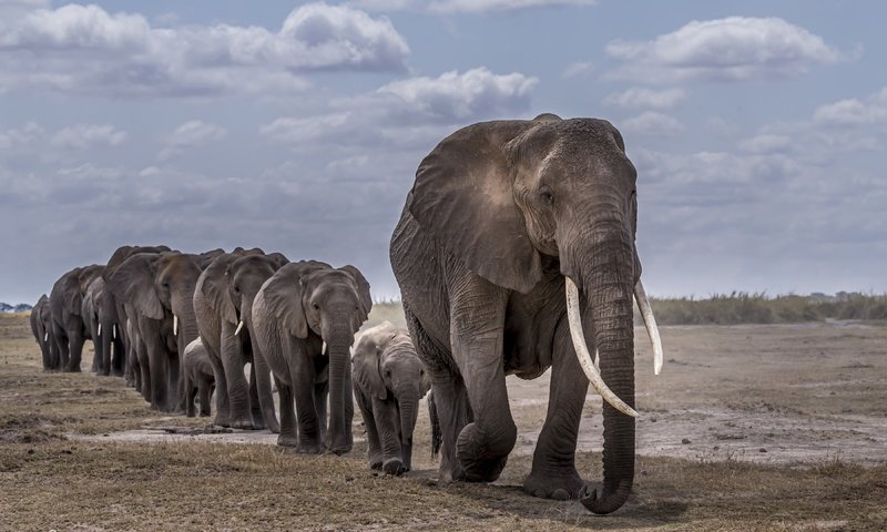 Обои африка, слоны, africa, elephants разрешение 3840x2160 Загрузить