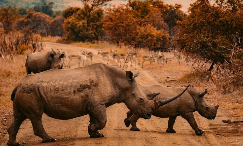 Обои дорога, природа, осень, африка, прогулка, носороги, road, nature, autumn, africa, walk, rhinos разрешение 2880x2050 Загрузить