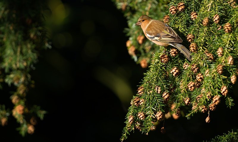 Обои хвоя, ветки, птица, черный фон, шишки, клест, needles, branches, bird, black background, bumps, klest разрешение 4788x3195 Загрузить