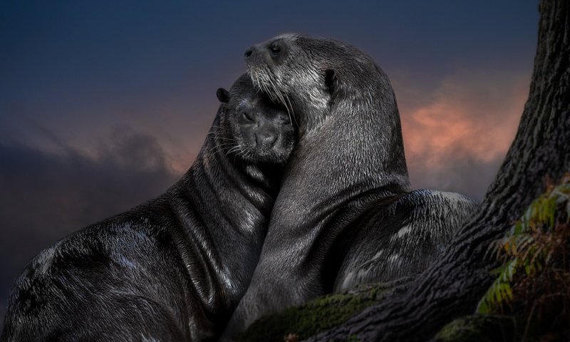 Обои любовь, парочка, выдры, love, a couple, otters разрешение 4000x2977 Загрузить