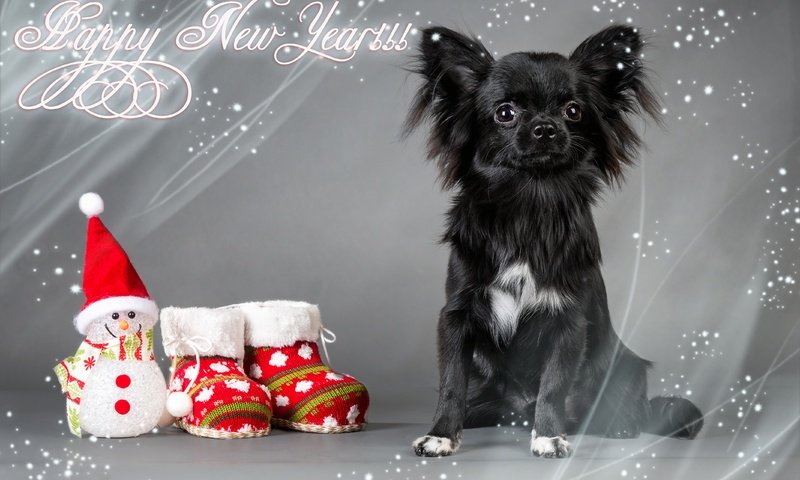 Обои новый год, обувь, взгляд, фигурка, собака, чихуа-хуа, игрушка, снеговик, носки, праздник, рождество, new year, shoes, look, figure, chihuahua, dog, toy, snowman, socks, holiday, christmas разрешение 4267x2845 Загрузить