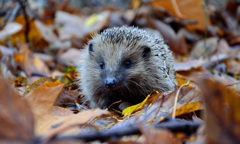 Обои осень, ежик, осенние листья, autumn, hedgehog, autumn leaves разрешение 4928x3264 Загрузить