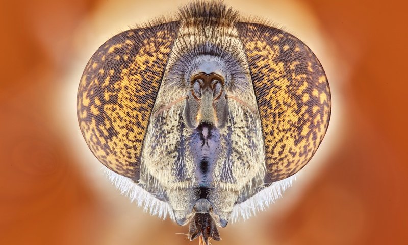 Обои глаза, природа, насекомое, муха, крупным планом, eyes, nature, insect, fly, closeup разрешение 3298x2198 Загрузить