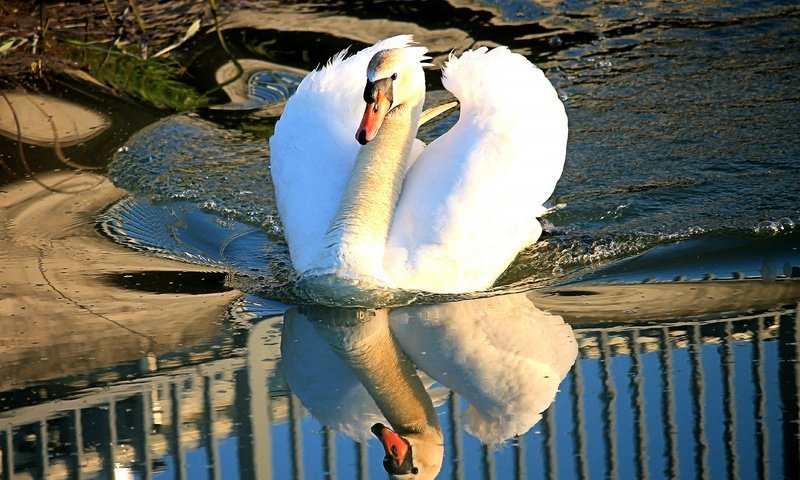 Обои свет, вода, берег, отражение, белый, водоем, птица, лебедь, light, water, shore, reflection, white, pond, bird, swan разрешение 4272x2848 Загрузить