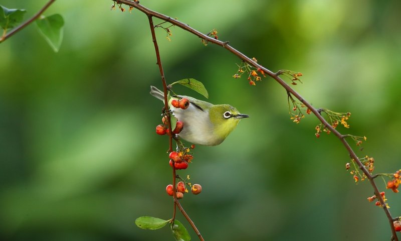 Обои ветка, природа, птица, ягоды, белый глаз, branch, nature, bird, berries, white eye разрешение 2048x1365 Загрузить