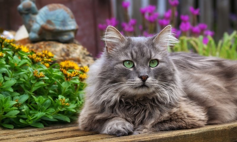 Обои цветы, кот, кошка, взгляд, зеленые глаза, британская длинношерстная, flowers, cat, look, green eyes, british longhair разрешение 4500x3000 Загрузить