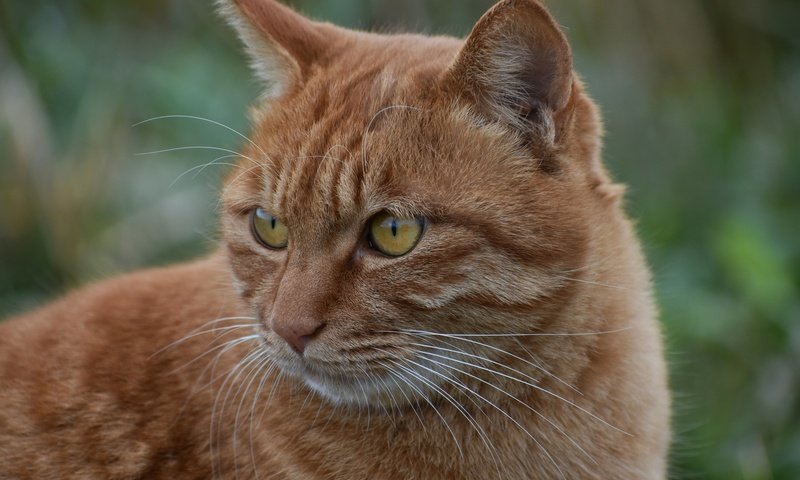 Обои кот, мордочка, усы, кошка, взгляд, рыжий, желтые глаза, cat, muzzle, mustache, look, red, yellow eyes разрешение 6000x4000 Загрузить