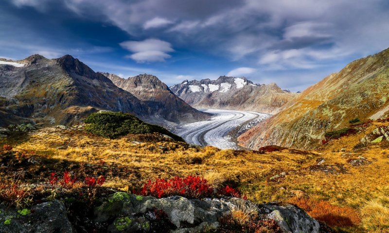 Обои цветы, горы, швейцария, альпы, ледник, алечский ледник, aletsch glacier, flowers, mountains, switzerland, alps, glacier разрешение 3872x2581 Загрузить