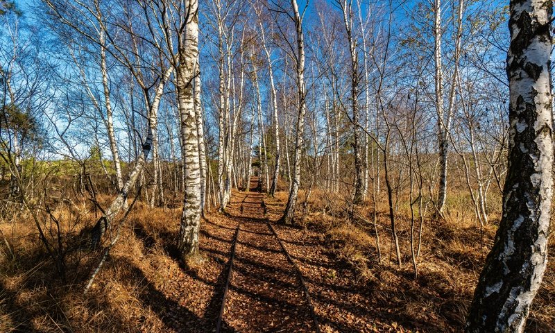 Обои железная дорога, природа, березы, railroad, nature, birch разрешение 3840x2160 Загрузить