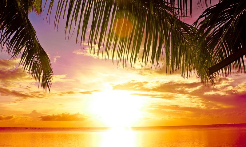 Обои закат, пальма, рай, sunset, palma, paradise разрешение 2560x1600 Загрузить