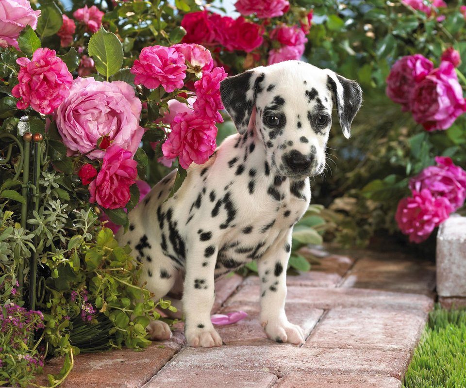 Обои цветы, щенок, далматин, flowers, puppy, dalmatian разрешение 1920x1200 Загрузить