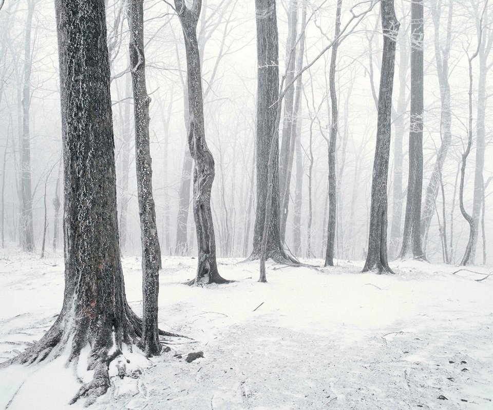 Обои деревья, снег, лес, зима, стволы, чёрно-белое, trees, snow, forest, winter, trunks, black and white разрешение 1920x1200 Загрузить