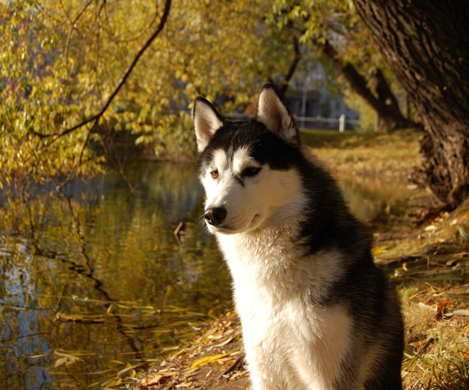 Обои собака, хаски, друг, сибирский хаски, dog, husky, each, siberian husky разрешение 3008x2000 Загрузить