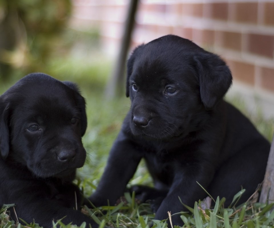 Обои щенки, малыши, черненькие, двор, puppies, kids, black, yard разрешение 2560x1600 Загрузить