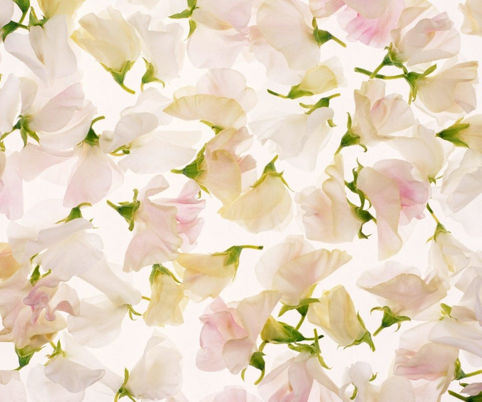 Обои цветы, лепестки, розовый, flowers, petals, pink разрешение 2560x1600 Загрузить