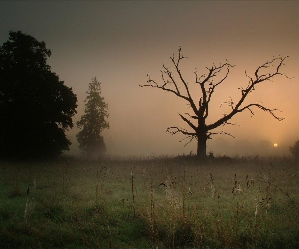 Обои дерево, туман, паутина, tree, fog, web разрешение 1920x1440 Загрузить