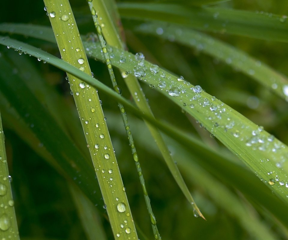 Обои трава, макро, роса, капли, капельки, десктоп, зеленые листья, grass, macro, rosa, drops, droplets, desktop, green leaves разрешение 1920x1080 Загрузить