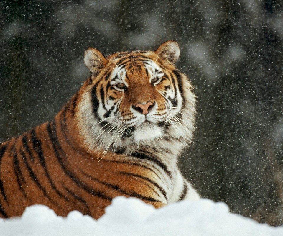 Обои тигр, снег, зима, кошка, лежит, аррр, tiger, snow, winter, cat, lies, arrr разрешение 1920x1200 Загрузить