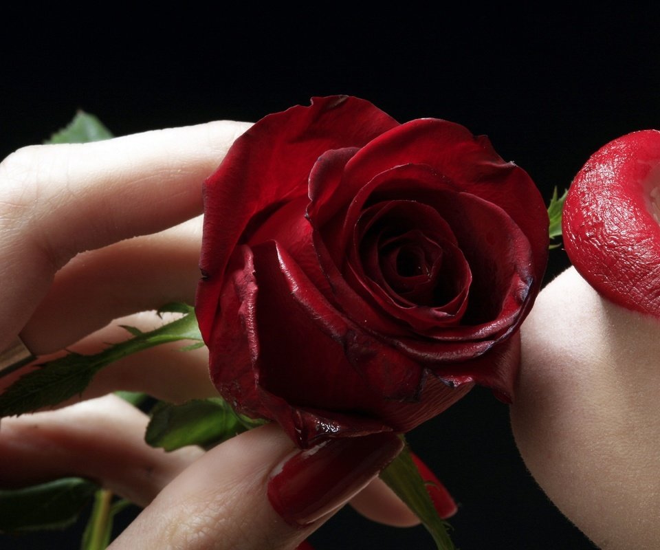 Обои роза, губы, пальцы, rose, lips, fingers разрешение 2560x1600 Загрузить