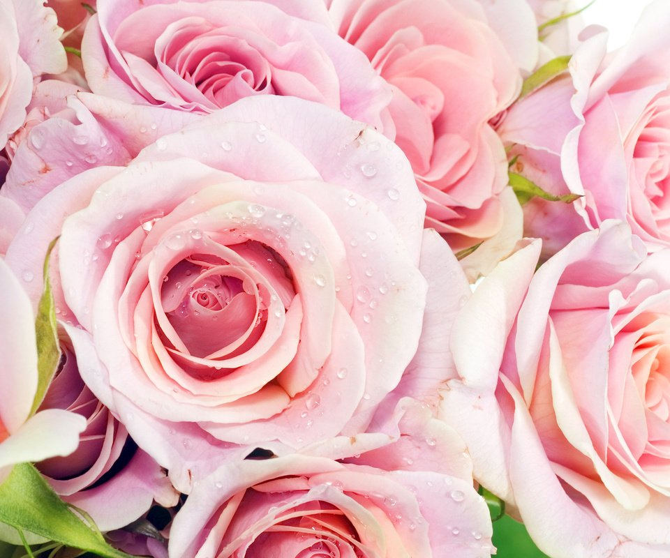 Обои макро, розы, букет, цветов, macro, roses, bouquet, colors разрешение 2560x1600 Загрузить