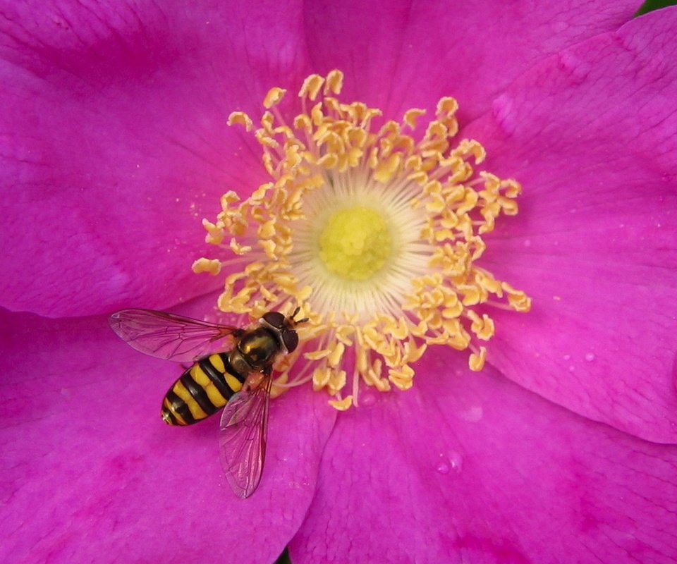 Обои лепестки, пчела, нектар, petals, bee, nectar разрешение 1920x1200 Загрузить