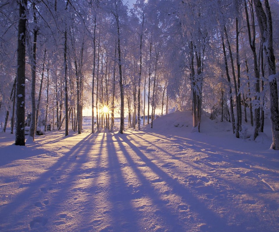 Обои солнце, снег, лес, зима, иней, деревья. лучи, the sun, snow, forest, winter, frost, trees. rays разрешение 1920x1200 Загрузить