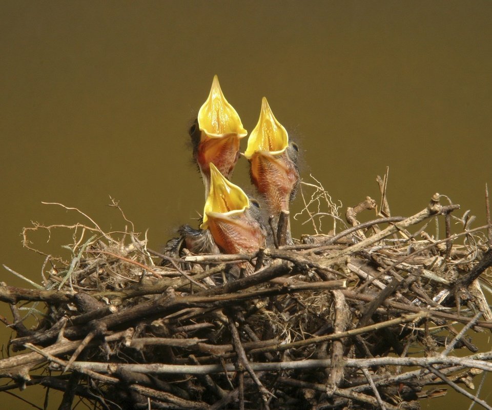 Обои птенцы, гнездо, голод, chicks, socket, hunger разрешение 1920x1200 Загрузить