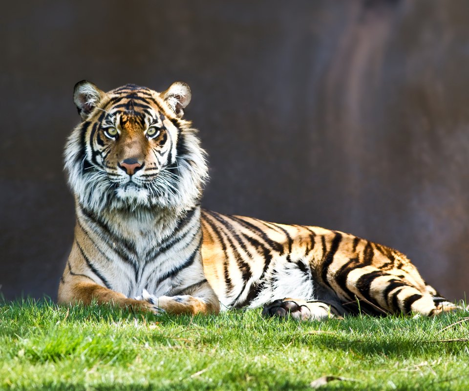 Обои тигр, взгляд, полосатый, киса, tiger, look, striped, kitty разрешение 2560x1600 Загрузить