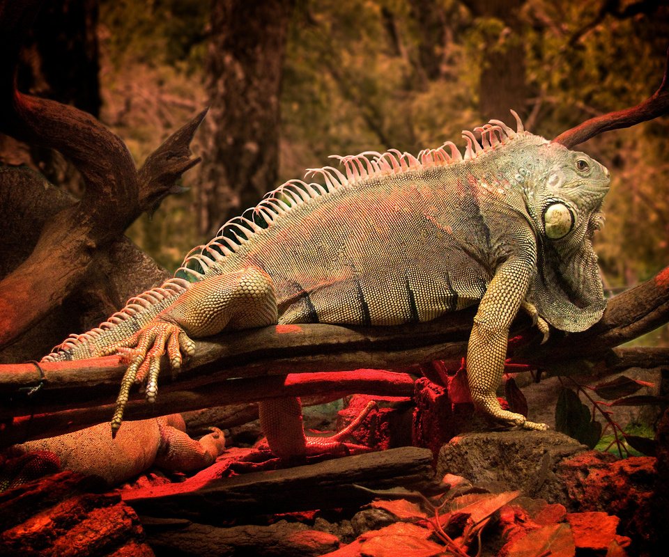 Обои на, игуана, дереве, on, iguana, the tree разрешение 1920x1400 Загрузить