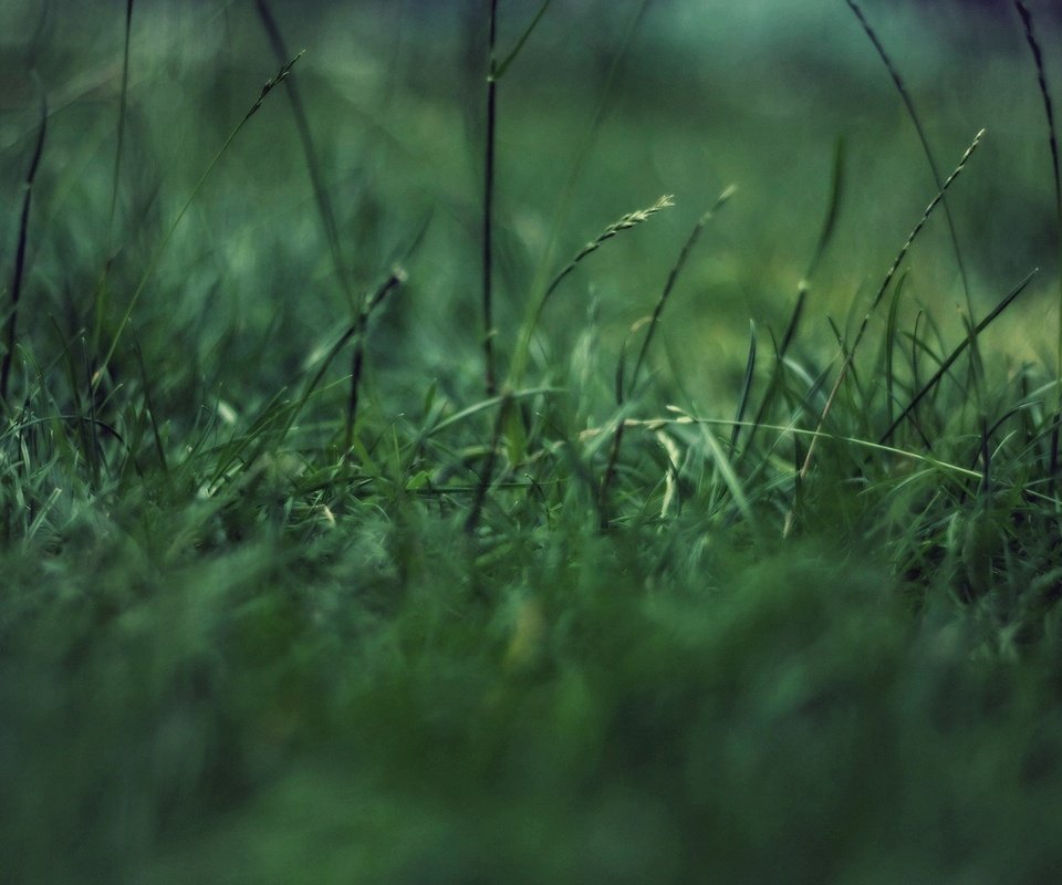 Обои трава, макро, зеленая фигня, концентрация, grass, macro, green garbage, concentration разрешение 1920x1200 Загрузить