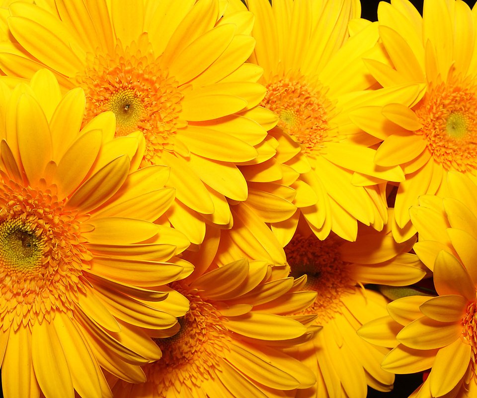 Обои цветы, фон, желтые, очень, flowers, background, yellow, very разрешение 1920x1200 Загрузить