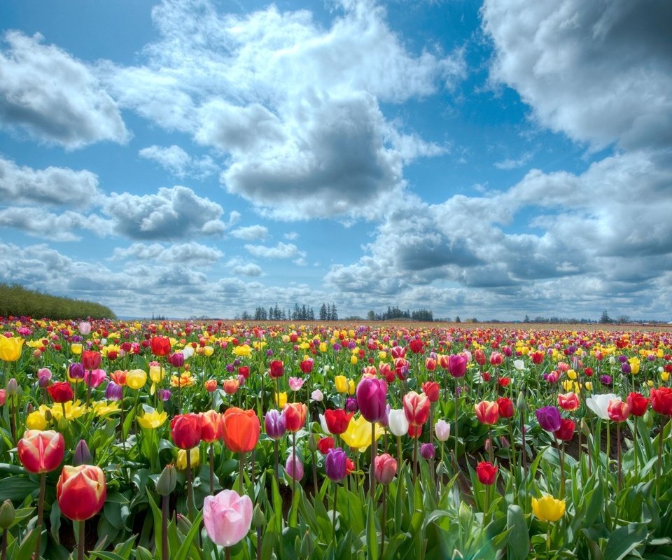 Обои небо, природа, поле, тюльпаны, the sky, nature, field, tulips разрешение 2560x1600 Загрузить