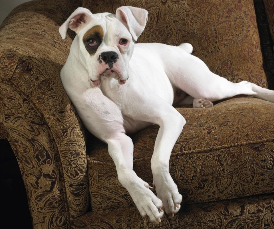 Обои морда, обои, взгляд, собака, кресло, боксер, face, wallpaper, look, dog, chair, boxer разрешение 1920x1200 Загрузить
