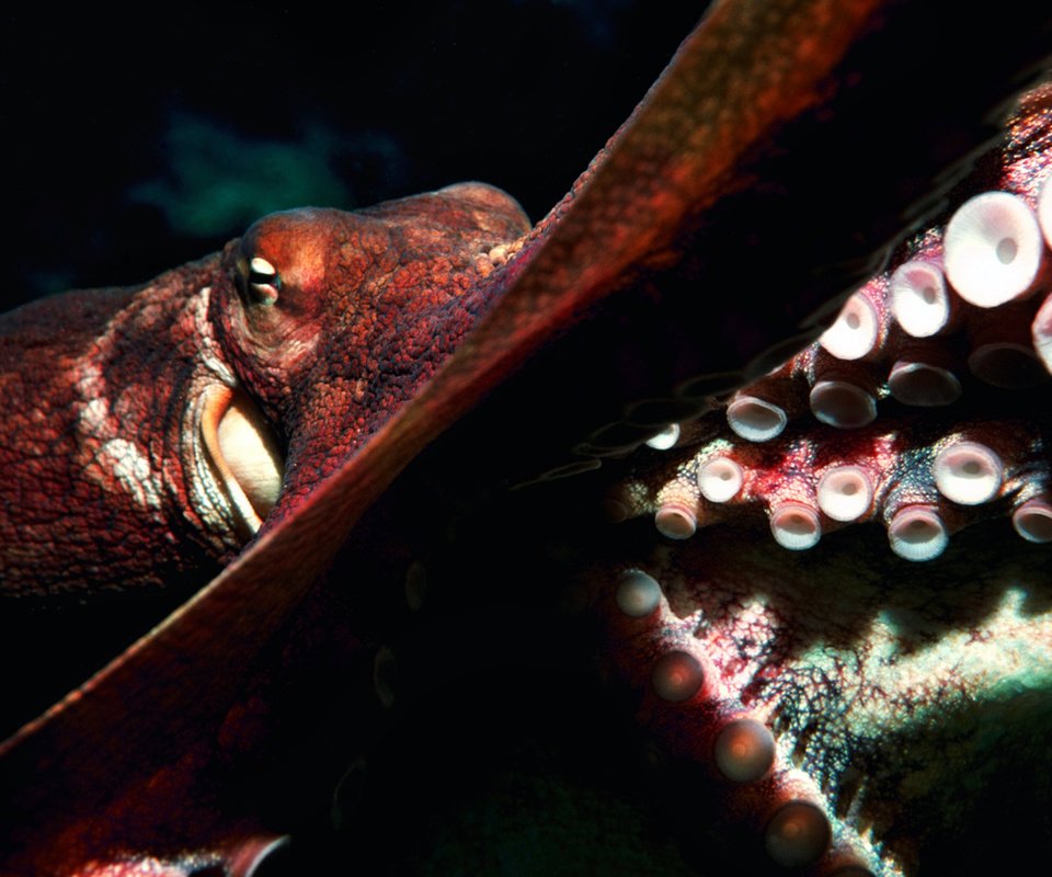 Обои осьминог, океан, глубина, подводный мир, octopus, the ocean, depth, underwater world разрешение 2560x1600 Загрузить