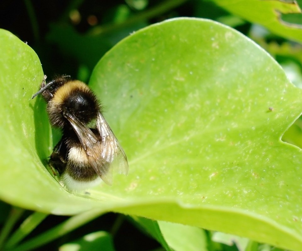 Обои трава, лист, насекомые, шмель, grass, sheet, insects, bumblebee разрешение 2560x1600 Загрузить